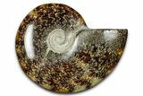 Polished Ammonite (Cleoniceras) Fossil - Madagascar #344313-1